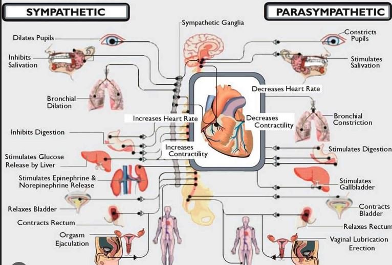 Haptonomie and Its Impact on the Nervous System