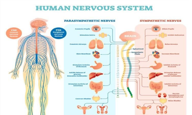 Haptonomie and Its Impact on the Nervous System