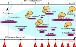 The Origins and Evolution of Haptonomie