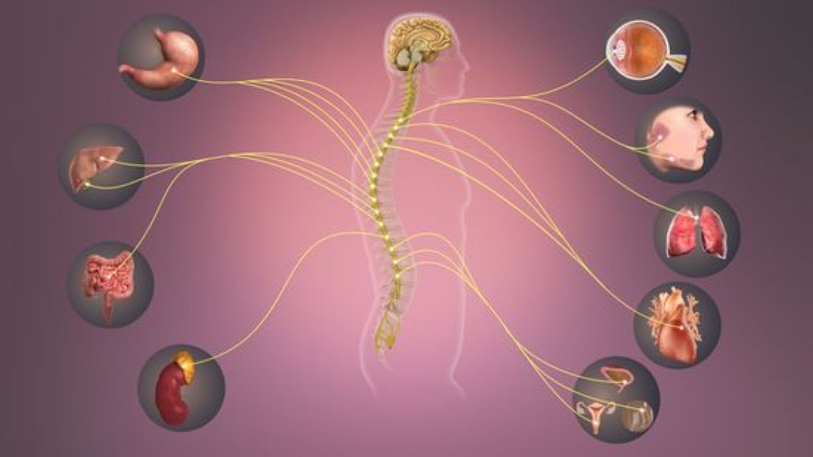 Understanding Nervous System Signals